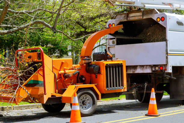 Seasonal Cleanup (Spring/Fall) in Fenton, MO