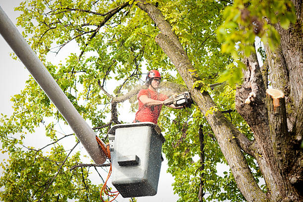 How Our Tree Care Process Works  in  Fenton, MO